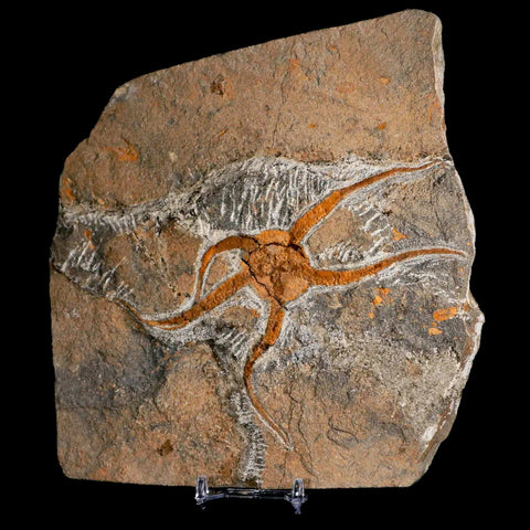 5.5" Brittlestar Ophiura Sp Starfish Fossil Ordovician Age Morocco COA & Stand - Fossil Age Minerals
