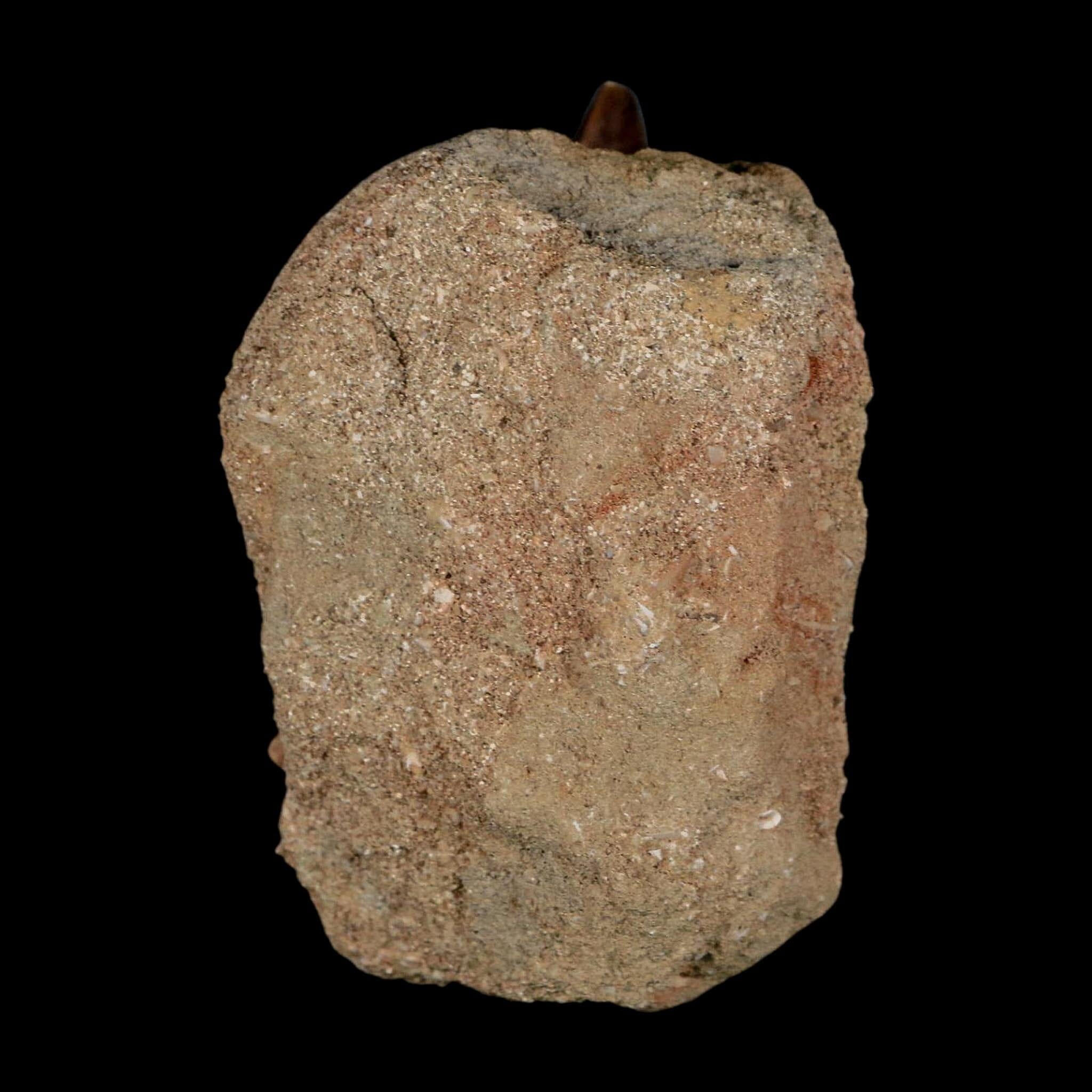 1.4" Mosasaur Prognathodon Fossil Tooth In Matrix Cretaceous Dinosaur Era COA - Fossil Age Minerals