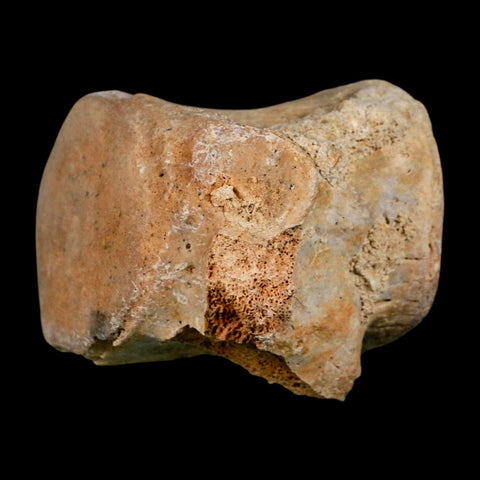 3.3" Basilosaurus Vertebrae Fossil Prehistoric Whale 34 Mil Yrs Old Late Eocene COA - Fossil Age Minerals