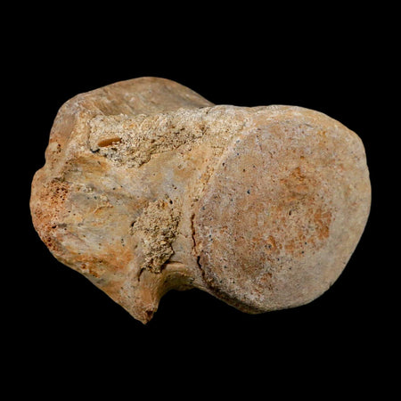 3.3" Basilosaurus Vertebrae Fossil Prehistoric Whale 34 Mil Yrs Old Late Eocene COA