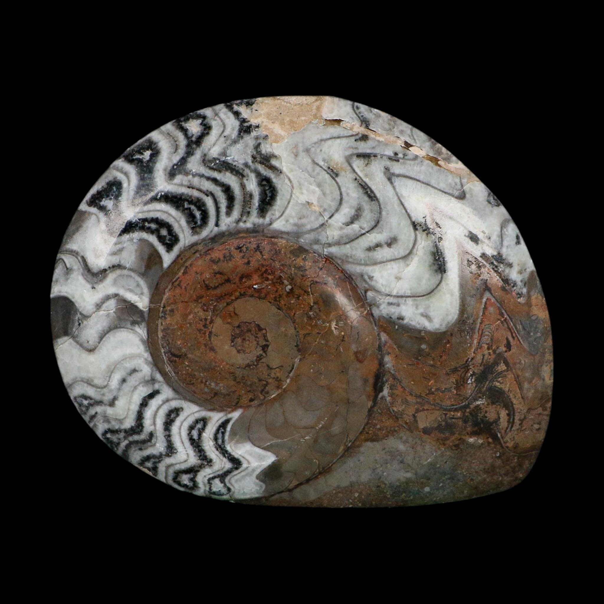 5.3" Goniatite Ammonite Fossil Polished Morocco Devonian Age COA
