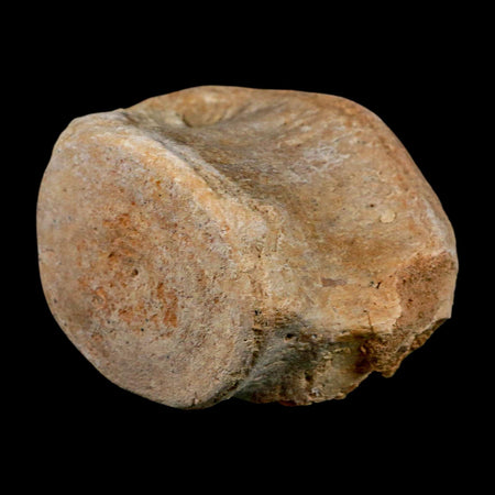 3.3" Basilosaurus Vertebrae Fossil Prehistoric Whale 34 Mil Yrs Old Late Eocene COA