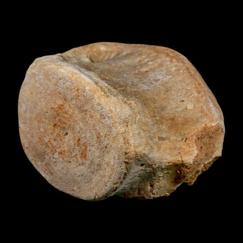 3.3" Basilosaurus Vertebrae Fossil Prehistoric Whale 34 Mil Yrs Old Late Eocene COA - Fossil Age Minerals