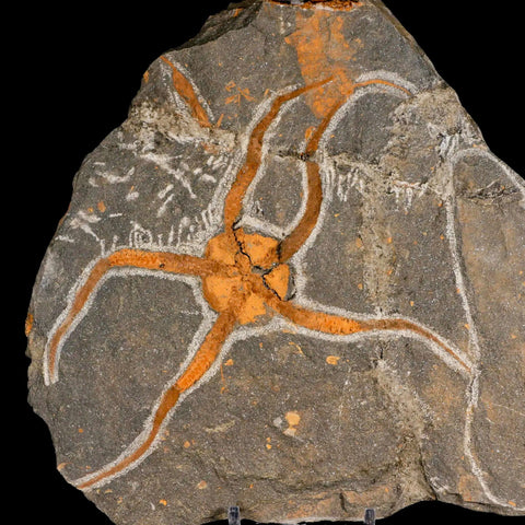 6" Brittlestar Ophiura Sp Starfish Fossil Ordovician Age Morocco COA & Stand - Fossil Age Minerals