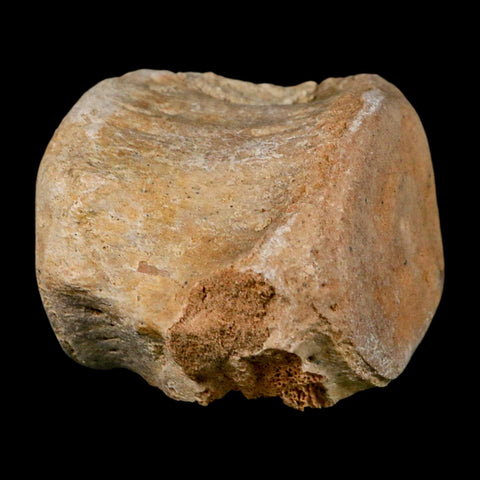 3.3" Basilosaurus Vertebrae Fossil Prehistoric Whale 34 Mil Yrs Old Late Eocene COA - Fossil Age Minerals