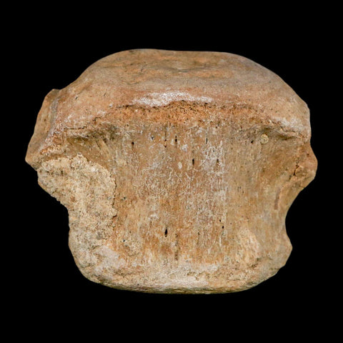 3.3" Basilosaurus Vertebrae Fossil Prehistoric Whale 34 Mil Yrs Old Late Eocene COA - Fossil Age Minerals