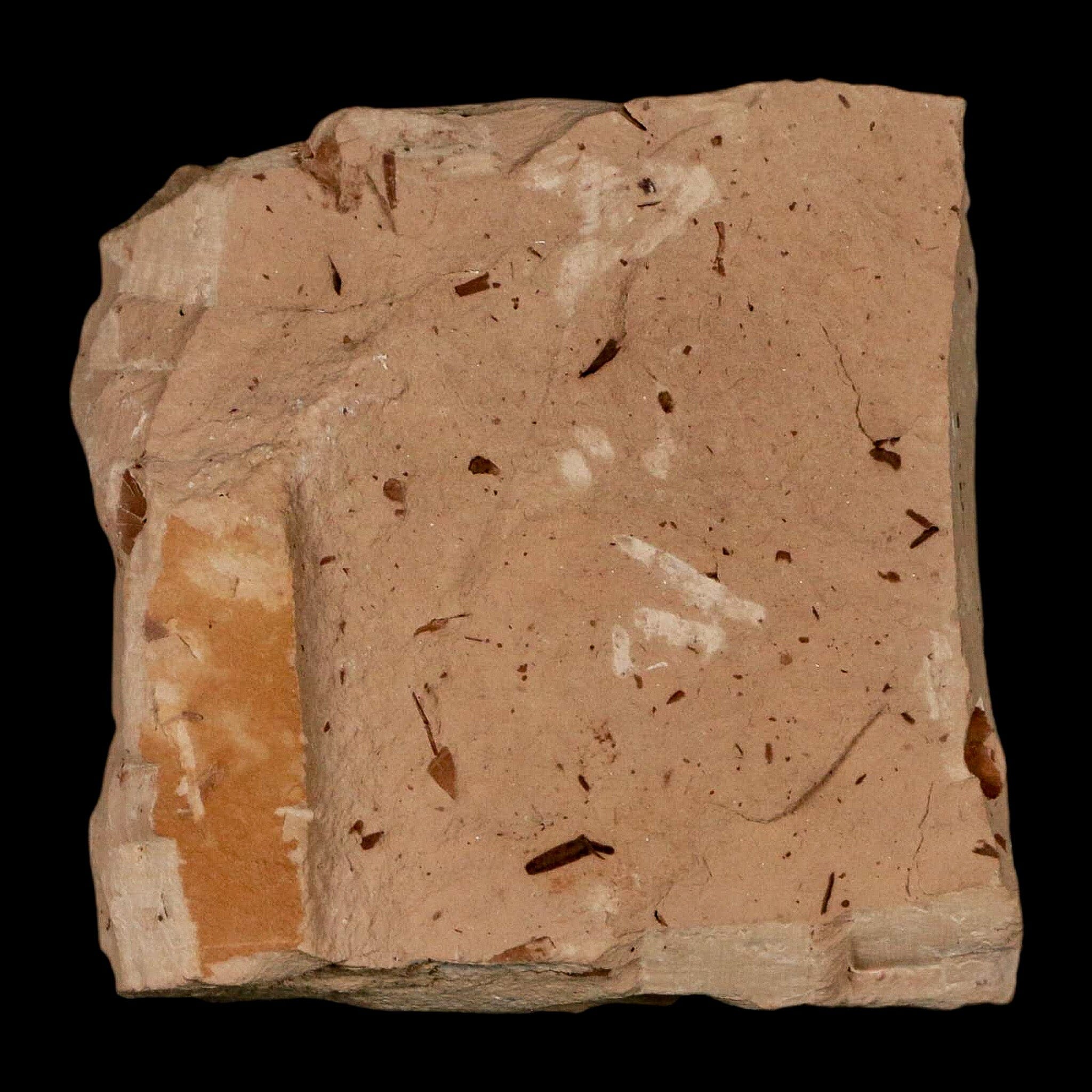 1.4" Rare Fossil Pistillate Cone Metasequoia Dawn Redwood Oligocene Age MT COA - Fossil Age Minerals