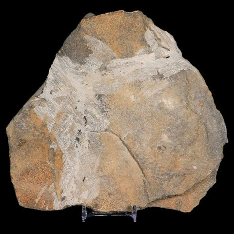 6" Brittlestar Ophiura Sp Starfish Fossil Ordovician Age Morocco COA & Stand - Fossil Age Minerals