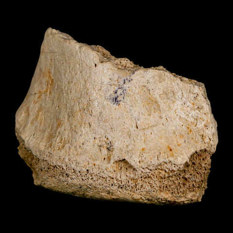 2.5" Hadrosaurus Fossil Vertebrae Bone Aguja FM Texas Dinosaur Cretaceous COA Stand - Fossil Age Minerals