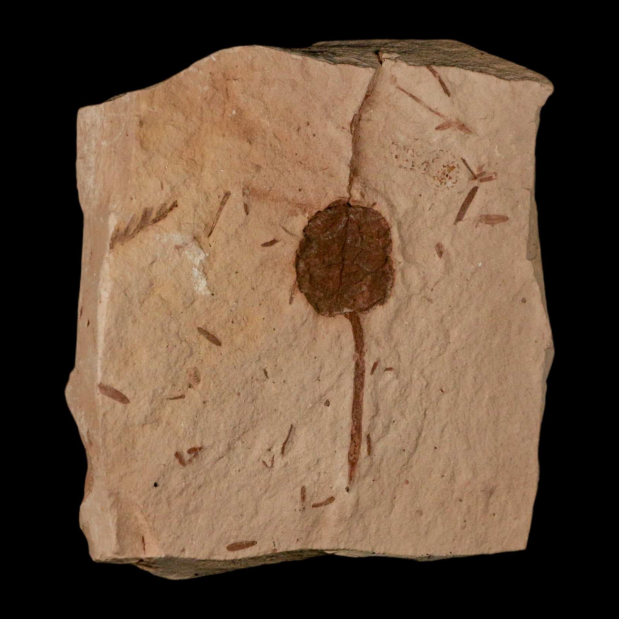 1.6" Rare Fossil Pistillate Cone Metasequoia Dawn Redwood Oligocene Age MT COA - Fossil Age Minerals