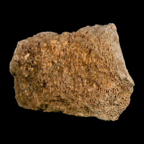 2.5" Hadrosaurus Fossil Vertebrae Bone Aguja FM Texas Dinosaur Cretaceous COA Stand - Fossil Age Minerals