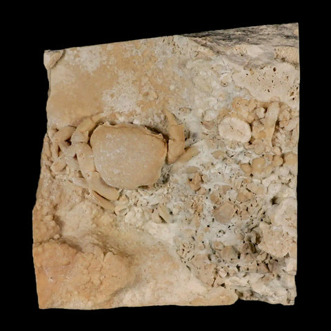 2.2" Potaman Sp Fossil Freshwater Crab In Travertine Denizli Basin Southwest Turkey - Fossil Age Minerals