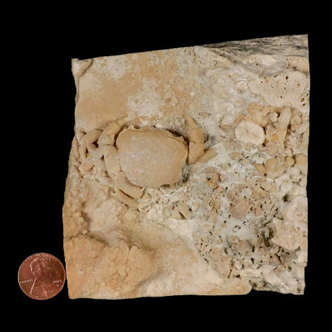2.2" Potaman Sp Fossil Freshwater Crab In Travertine Denizli Basin Southwest Turkey - Fossil Age Minerals