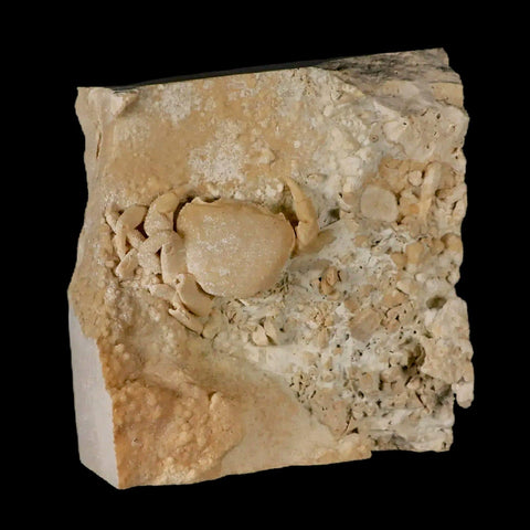 2.2" Potaman Sp Fossil Freshwater Crab In Travertine Denizli Basin Southwest Turkey - Fossil Age Minerals