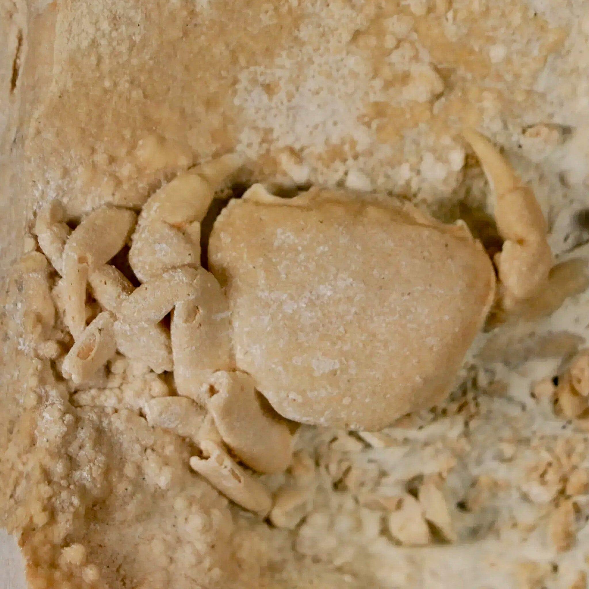 2.2" Potaman Sp Fossil Freshwater Crab In Travertine Denizli Basin Southwest Turkey - Fossil Age Minerals