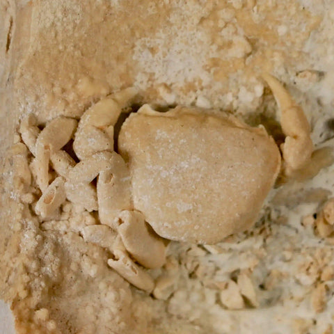 2.2" Potaman Sp Fossil Freshwater Crab In Travertine Denizli Basin Southwest Turkey - Fossil Age Minerals