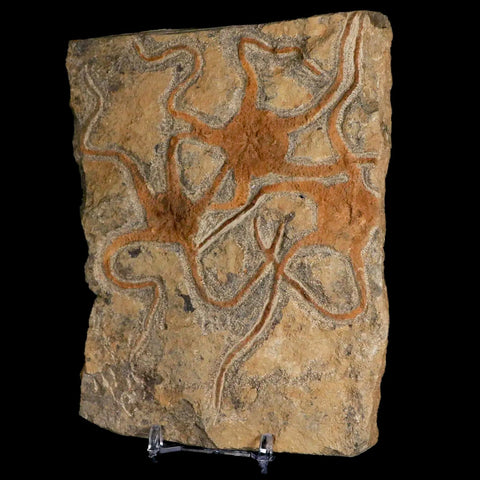 3 Three Brittlestar Ophiura Sp Starfish Fossil Ordovician Age Morocco COA & Stand - Fossil Age Minerals