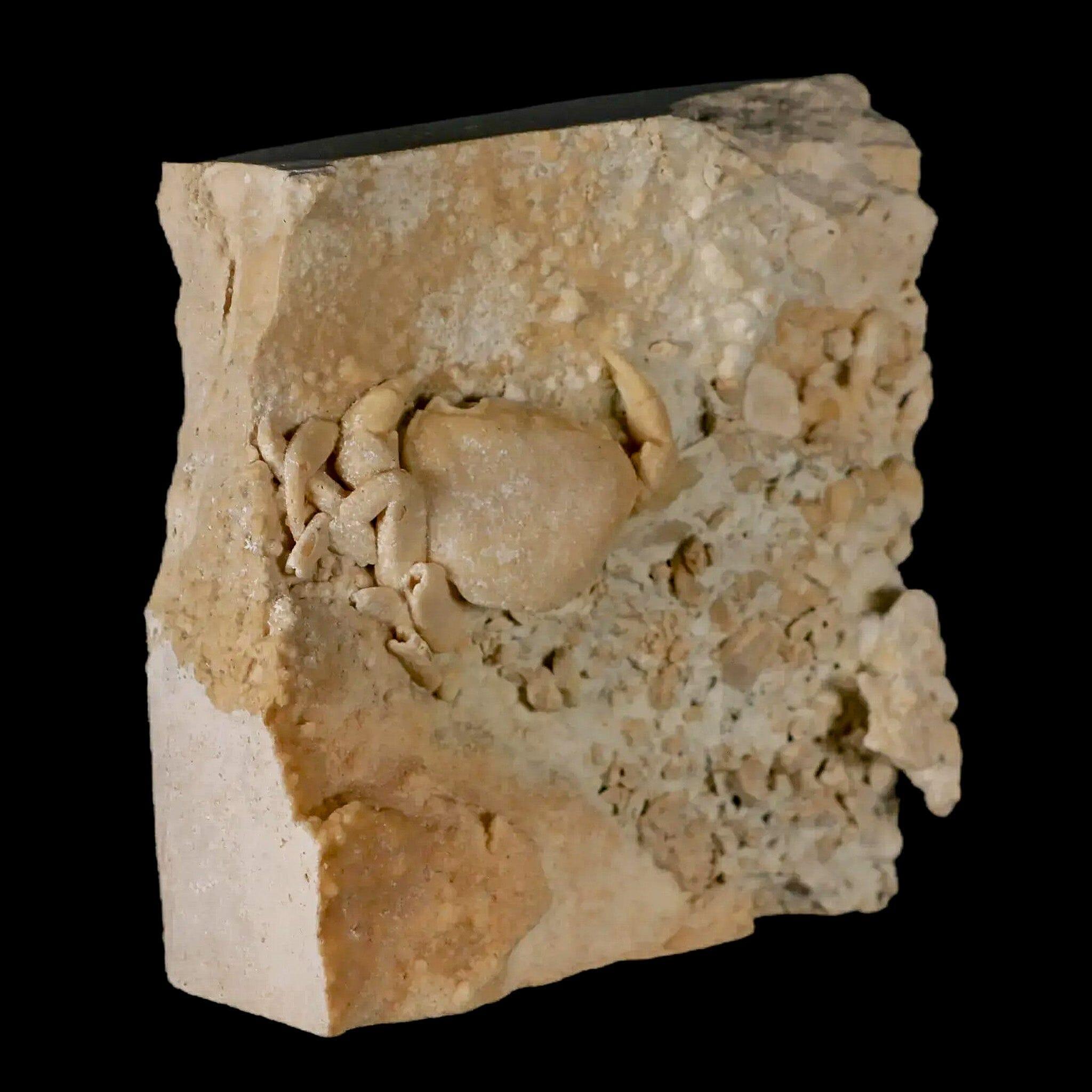 2.2" Potaman Sp Fossil Freshwater Crab In Travertine Denizli Basin Southwest Turkey - Fossil Age Minerals
