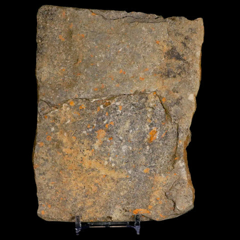 3 Three Brittlestar Ophiura Sp Starfish Fossil Ordovician Age Morocco COA & Stand - Fossil Age Minerals