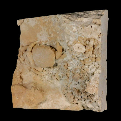 2.2" Potaman Sp Fossil Freshwater Crab In Travertine Denizli Basin Southwest Turkey - Fossil Age Minerals