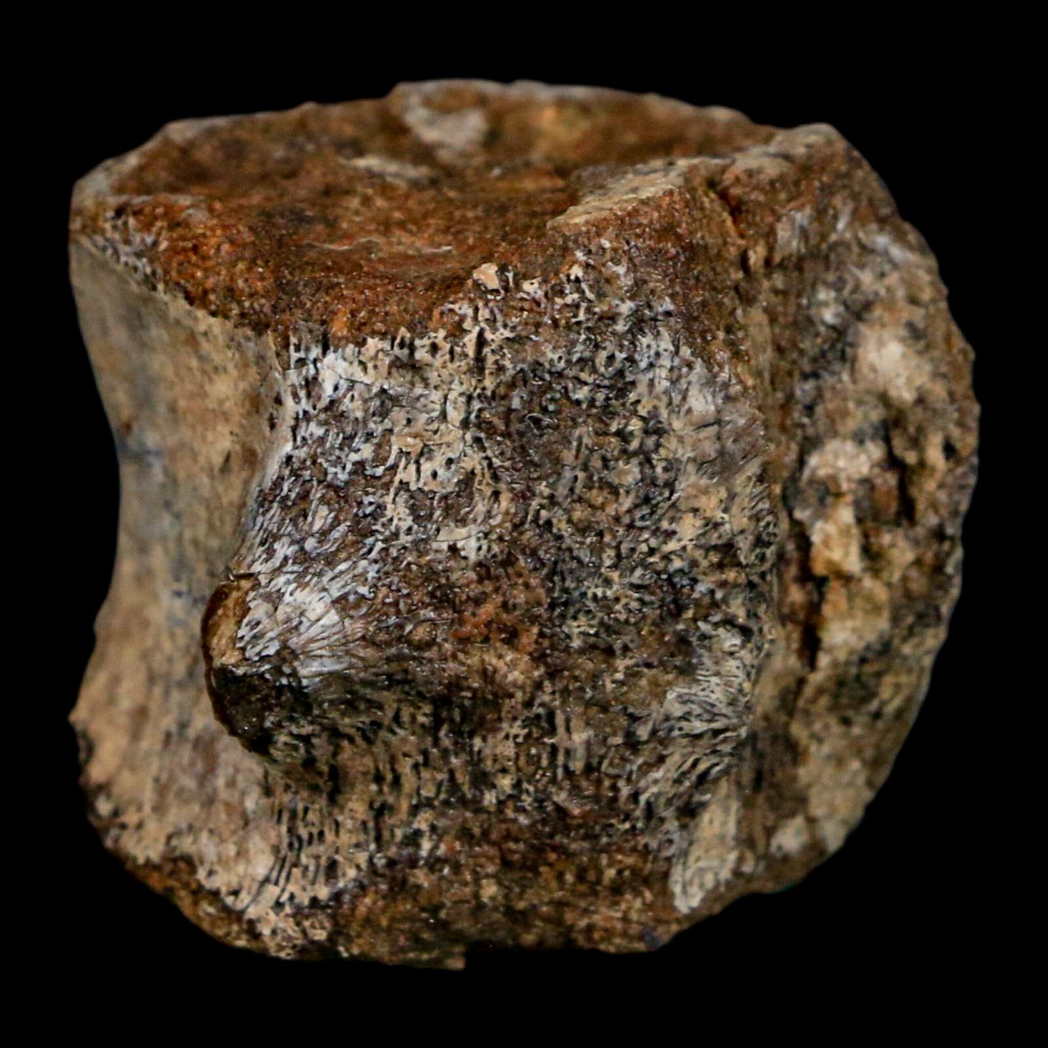 1.6" Hadrosaurus Fossil Tail Vertebrae Aguja FM Texas Dinosaur Cretaceous COA Stand - Fossil Age Minerals