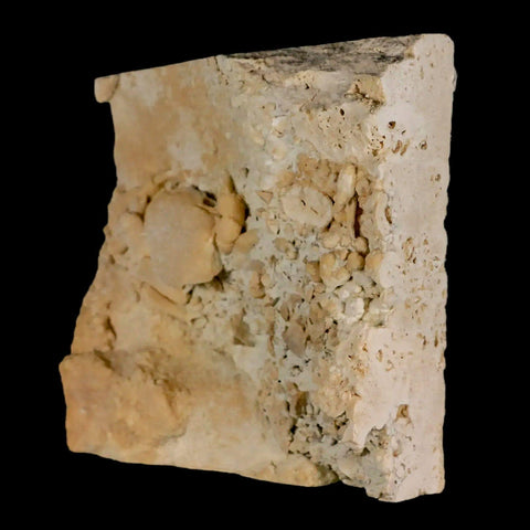 2.2" Potaman Sp Fossil Freshwater Crab In Travertine Denizli Basin Southwest Turkey - Fossil Age Minerals