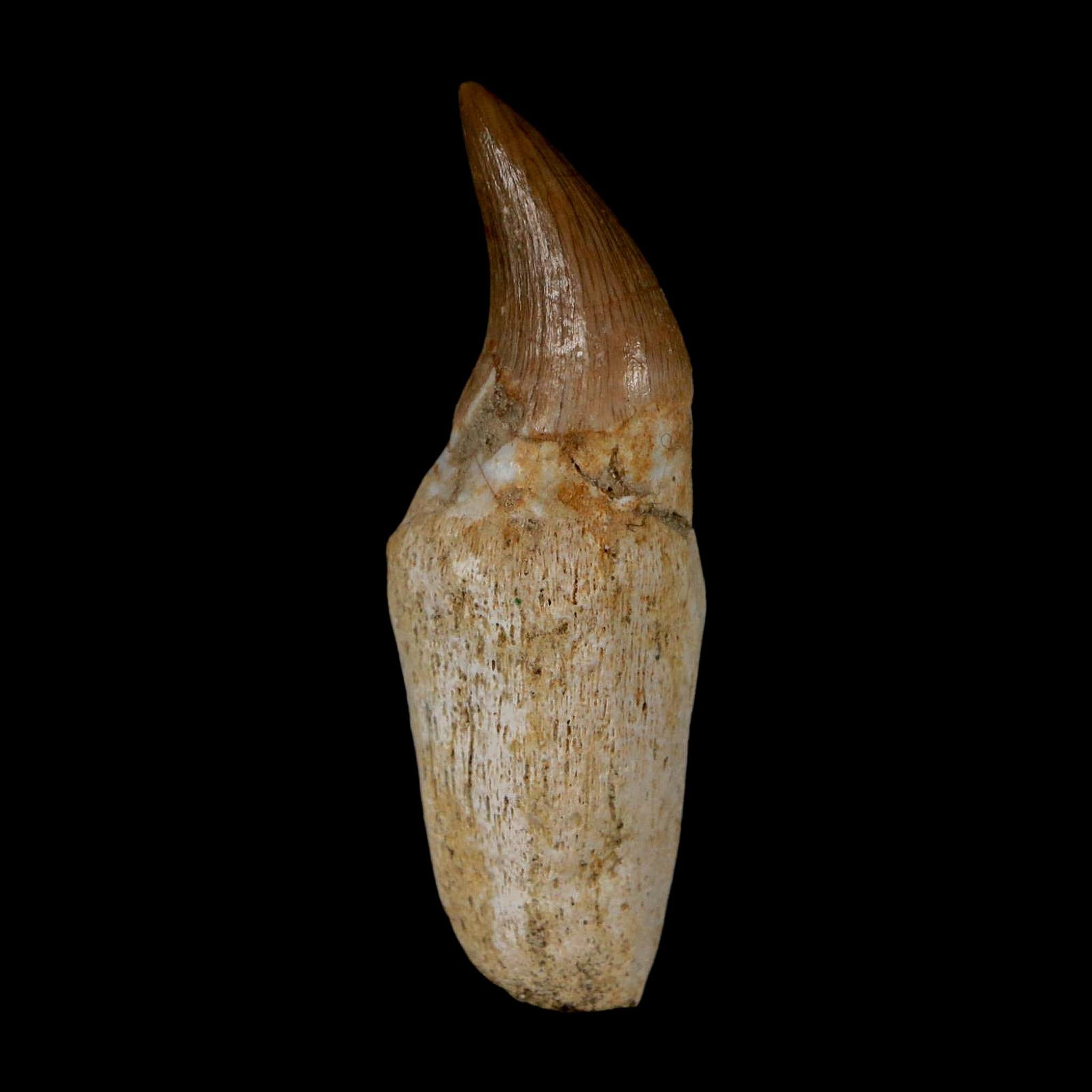 2" Mosasaur Eremiasaurus Fossil Tooth Rooted Cretaceous Dinosaur Era COA - Fossil Age Minerals