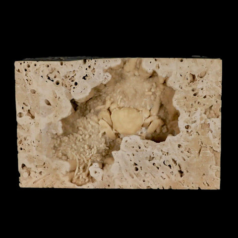 2.2" Potaman Sp Fossil Freshwater Crab In Travertine Denizli Basin Southwest Turkey - Fossil Age Minerals