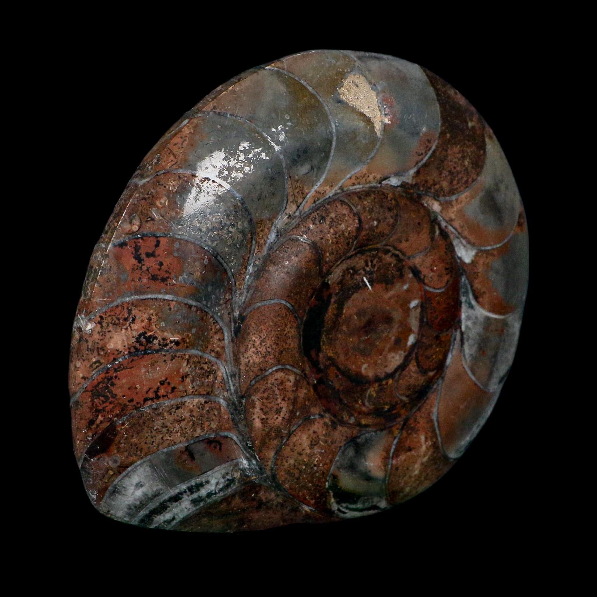 4.6" Goniatite Ammonite Fossil Polished Morocco Devonian Age COA