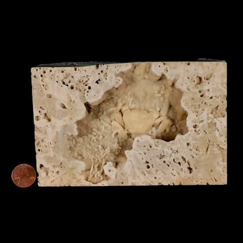 2.2" Potaman Sp Fossil Freshwater Crab In Travertine Denizli Basin Southwest Turkey - Fossil Age Minerals