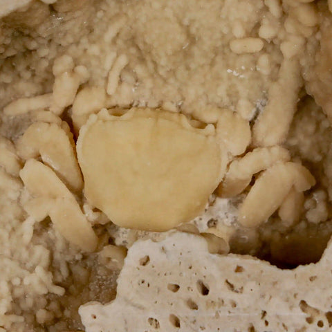 2.2" Potaman Sp Fossil Freshwater Crab In Travertine Denizli Basin Southwest Turkey - Fossil Age Minerals