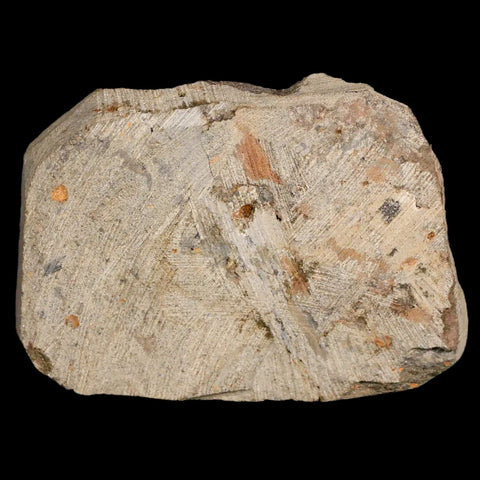 44MM Brittlestar Petraster Starfish Fossil Ordovician Age Blekus Morocco COA - Fossil Age Minerals