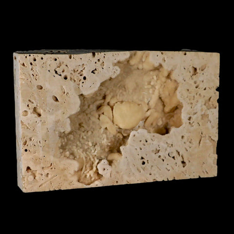 2.2" Potaman Sp Fossil Freshwater Crab In Travertine Denizli Basin Southwest Turkey - Fossil Age Minerals
