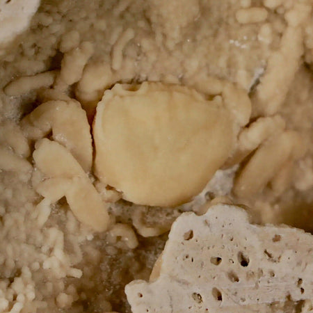 2.2" Potaman Sp Fossil Freshwater Crab In Travertine Denizli Basin Southwest Turkey