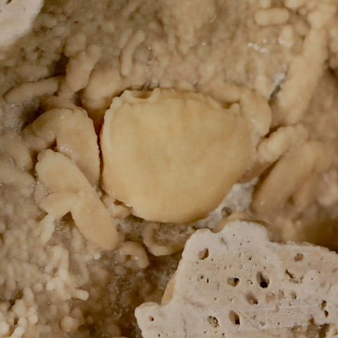 2.2" Potaman Sp Fossil Freshwater Crab In Travertine Denizli Basin Southwest Turkey - Fossil Age Minerals