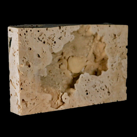 2.2" Potaman Sp Fossil Freshwater Crab In Travertine Denizli Basin Southwest Turkey - Fossil Age Minerals