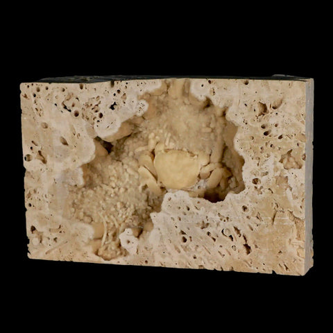 2.2" Potaman Sp Fossil Freshwater Crab In Travertine Denizli Basin Southwest Turkey - Fossil Age Minerals