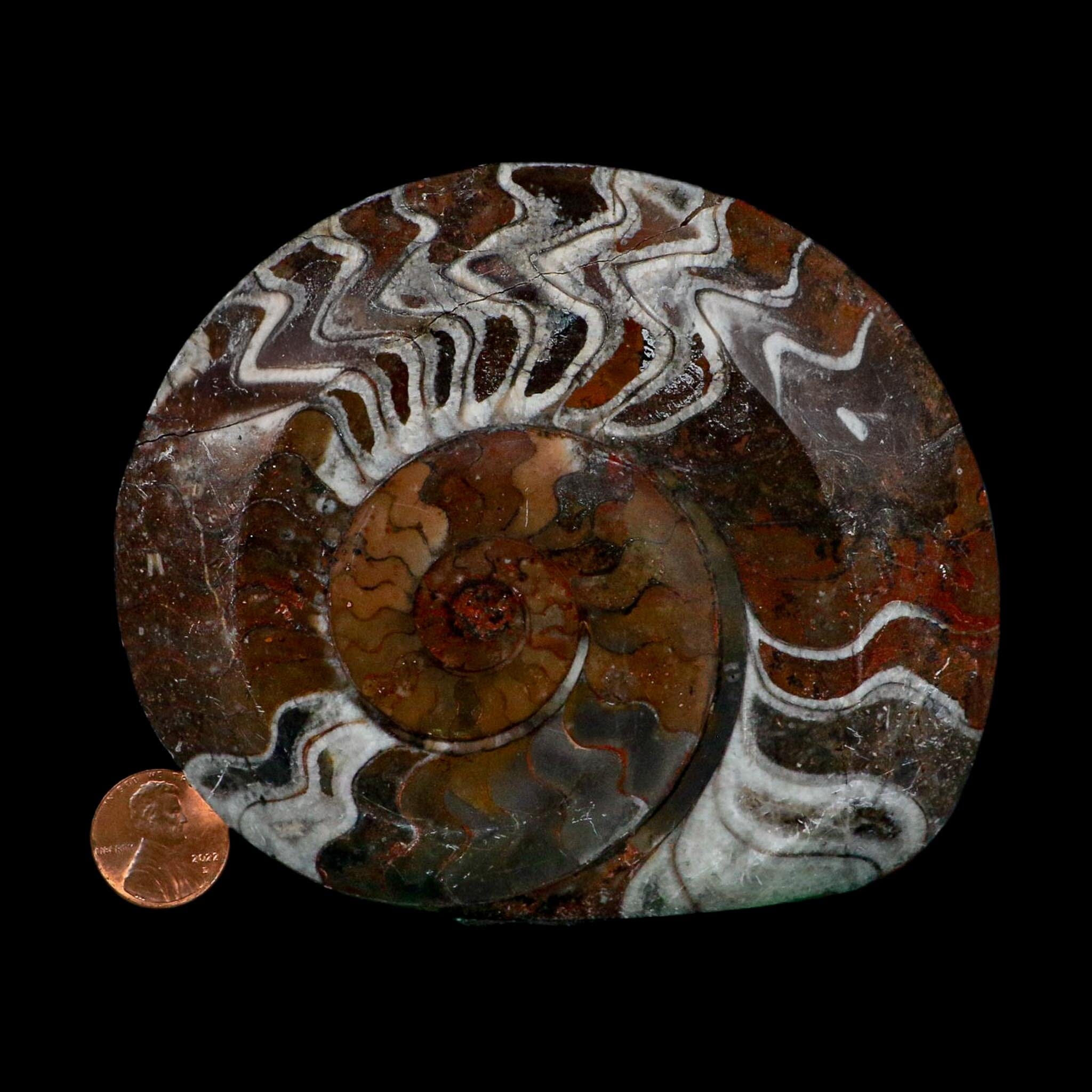 4.6" Goniatite Ammonite Fossil Polished Morocco Devonian Age COA