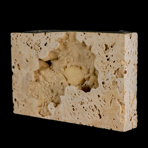2.2" Potaman Sp Fossil Freshwater Crab In Travertine Denizli Basin Southwest Turkey - Fossil Age Minerals
