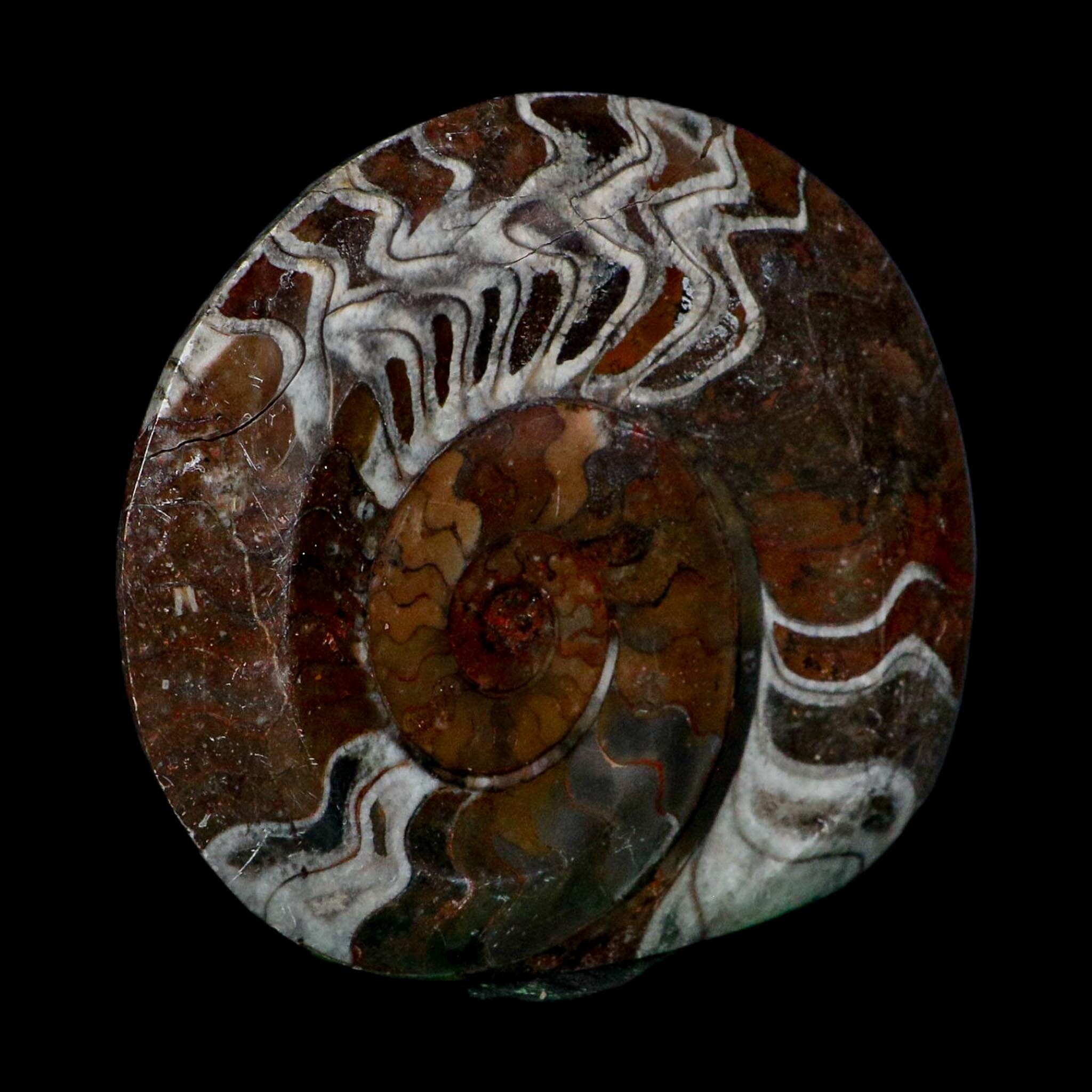 4.6" Goniatite Ammonite Fossil Polished Morocco Devonian Age COA