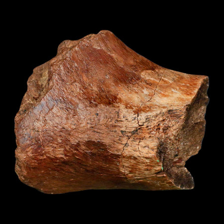 2.4" Ankylosaurus Fossil Femur Bone Aguja Formation Texas Cretaceous Dinosaur Stand