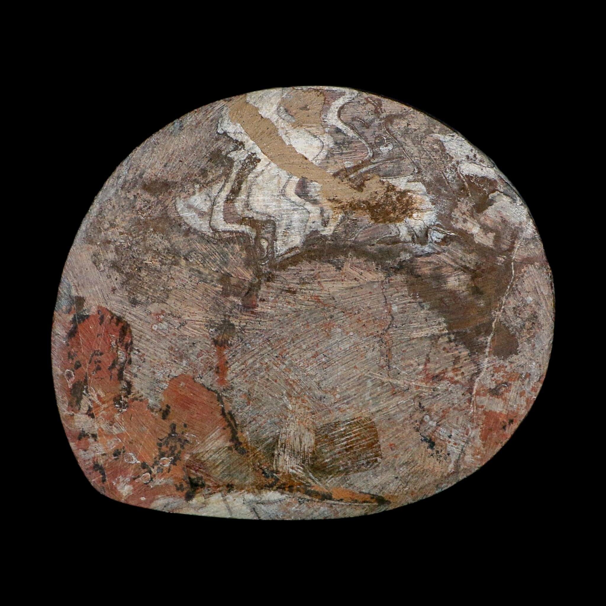 4.6" Goniatite Ammonite Fossil Polished Morocco Devonian Age COA