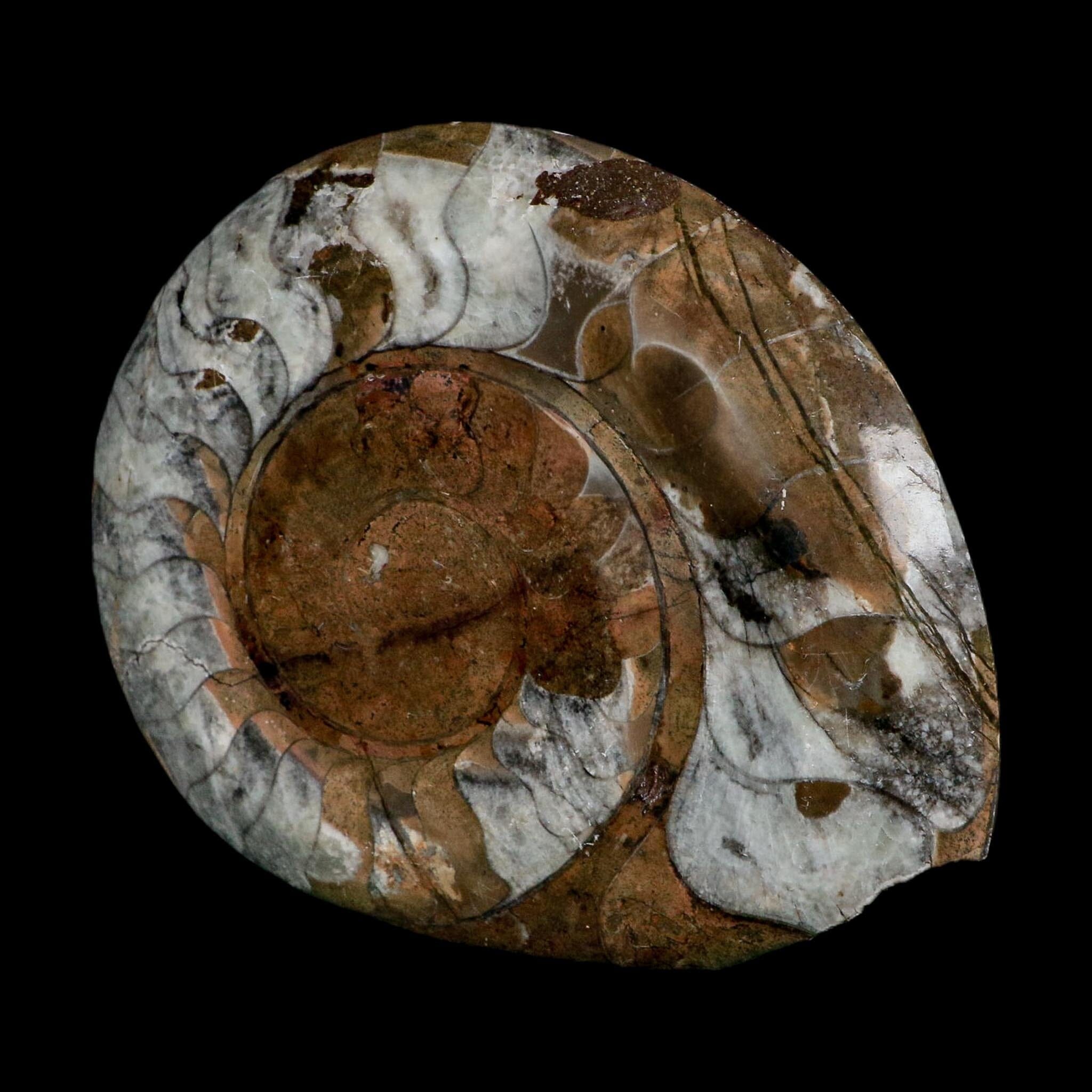5" Goniatite Ammonite Fossil Polished Morocco Devonian Age COA