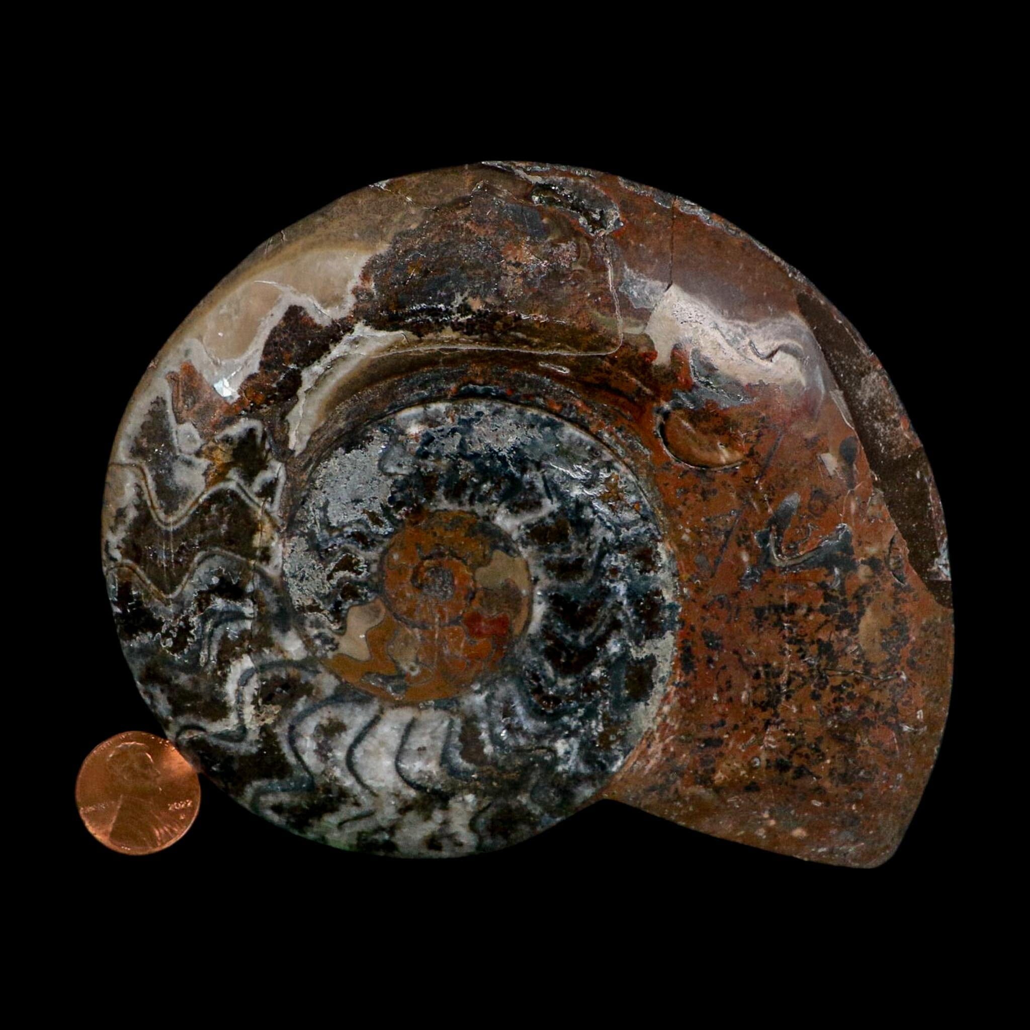 5" Goniatite Ammonite Fossil Polished Morocco Devonian Age COA