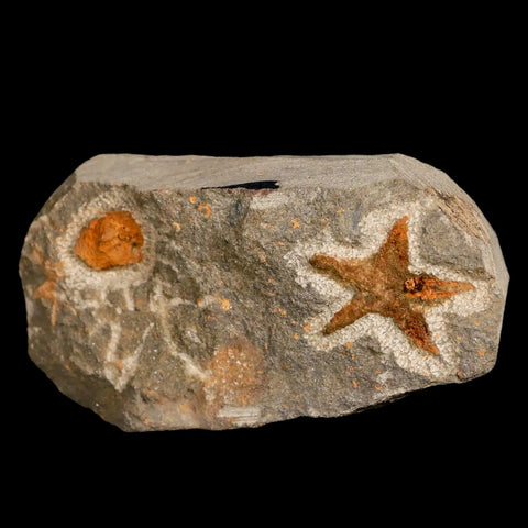 27MM Brittlestar Petraster Starfish Fossil Ordovician Age Blekus Morocco COA - Fossil Age Minerals