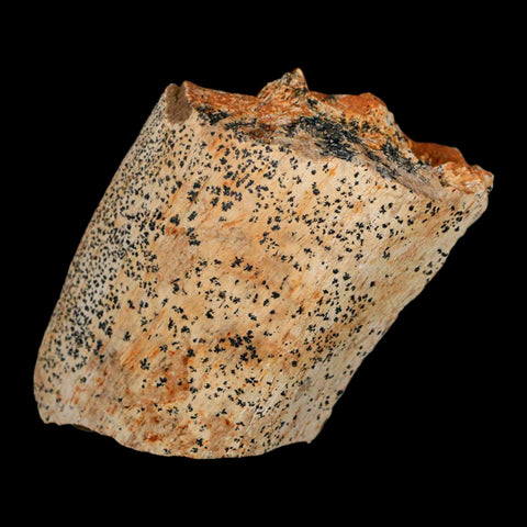 2.5" Edmontosaurus Fossil Rib Hell Creek FM Cretaceous Dinosaur MT COA Stand - Fossil Age Minerals