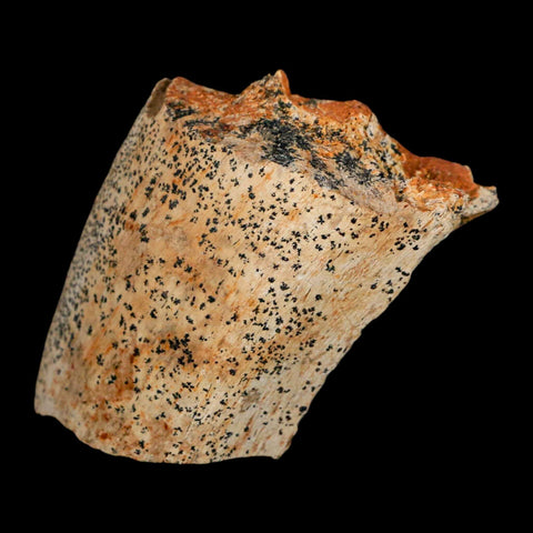 2.5" Edmontosaurus Fossil Rib Hell Creek FM Cretaceous Dinosaur MT COA Stand - Fossil Age Minerals