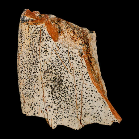 2.5" Edmontosaurus Fossil Rib Hell Creek FM Cretaceous Dinosaur MT COA Stand