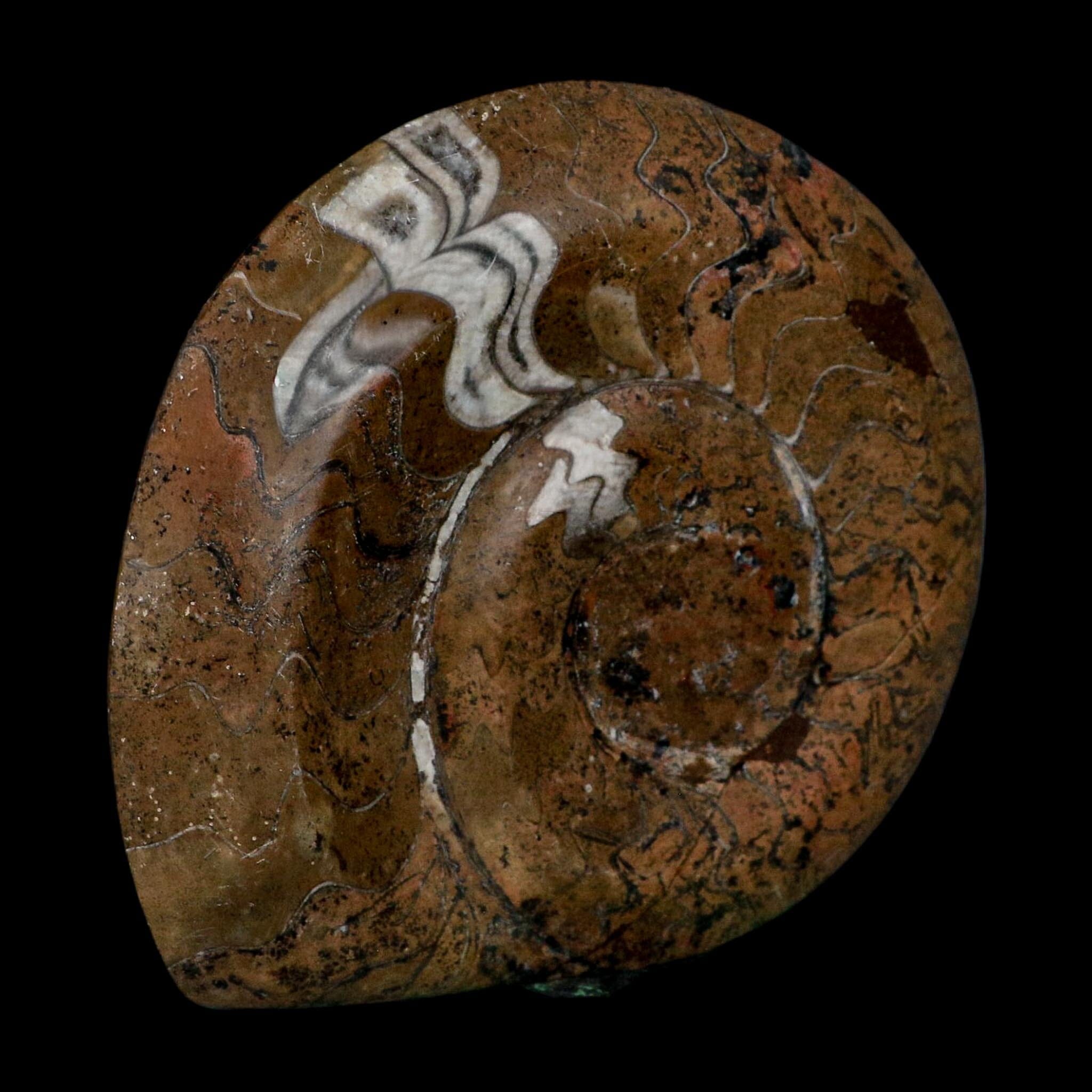 5" Goniatite Ammonite Fossil Polished Morocco Devonian Age COA