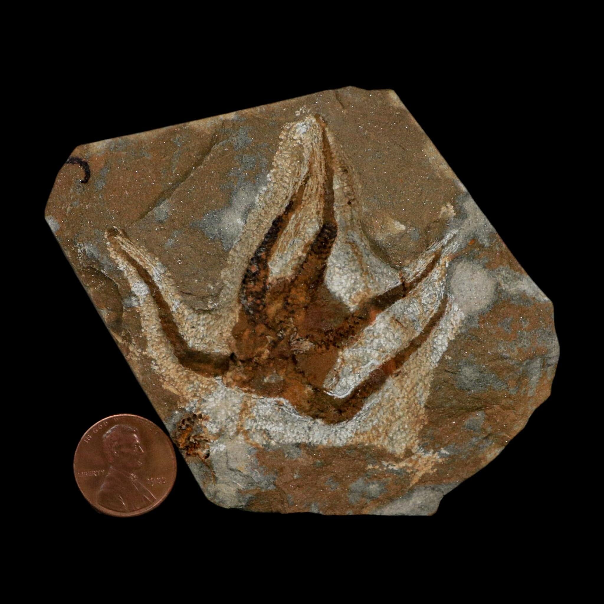 2.3" Brittlestar Ophiura Sp Starfish Fossil Ordovician Age Morocco COA - Fossil Age Minerals